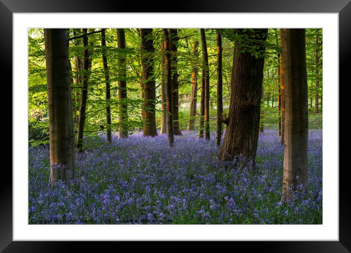Springtime Bluebells Woodland Framed Mounted Print by Stephen Beardon
