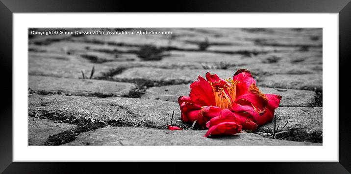  Lonely flower Framed Mounted Print by Glenn Cresser