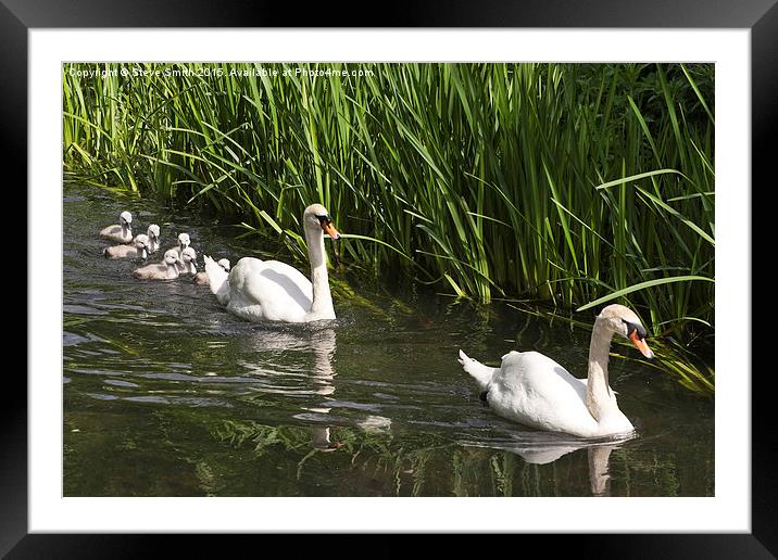 Swan Family Outing Framed Mounted Print by Steve Smith