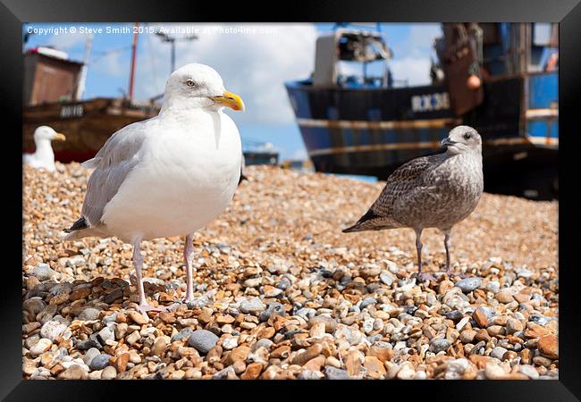 Seagulls at the Stade Framed Print by Steve Smith