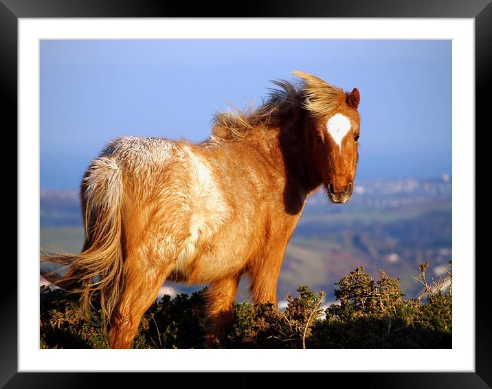Welsh Mountain Pony Framed Mounted Print by Harvey Hudson