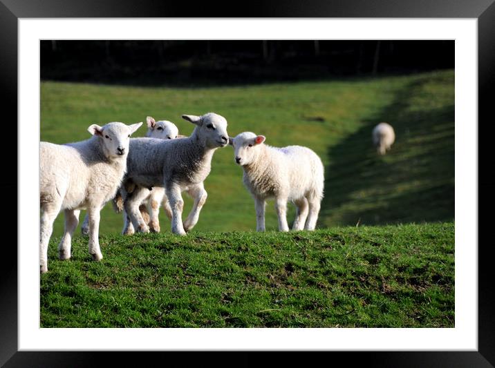 A Group Of Young Lambs In Springtime Framed Mounted Print by Harvey Hudson