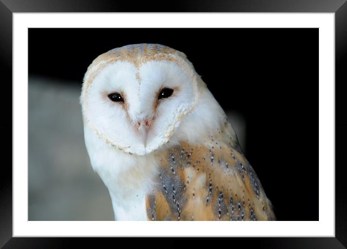 Barn Owl Framed Mounted Print by Harvey Hudson