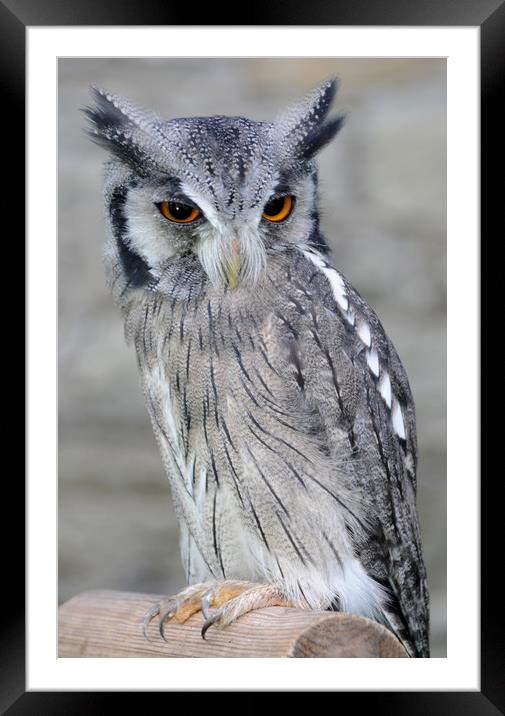 Scops Owl Framed Mounted Print by Harvey Hudson
