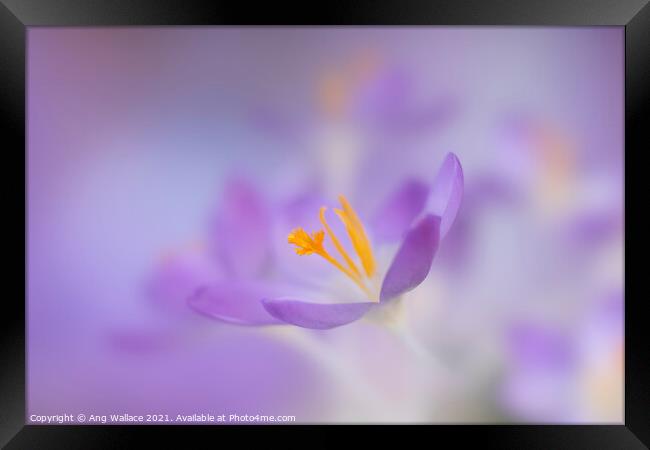 Dreamy lilac crocuses Framed Print by Ang Wallace