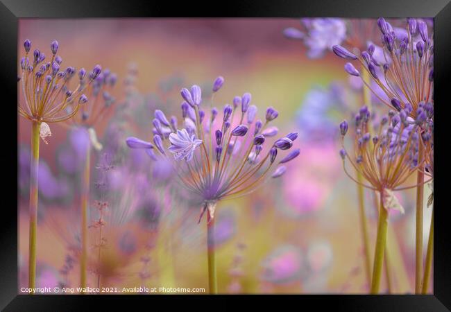 Alliums Framed Print by Ang Wallace