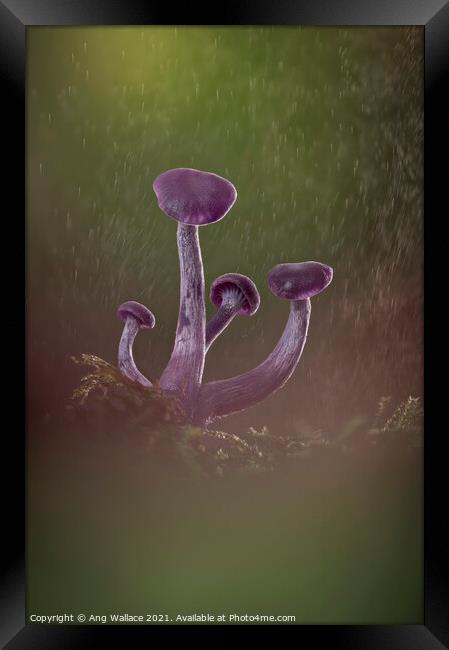 Amethyst deceiver mushrooms in rain Framed Print by Ang Wallace