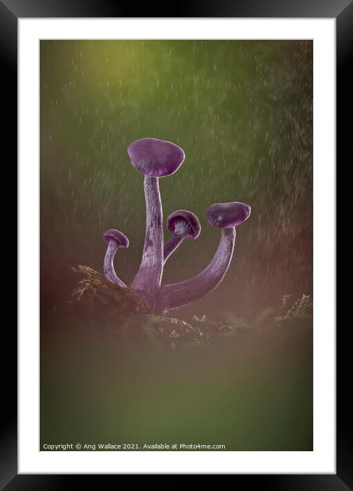 Amethyst deceiver mushrooms in rain Framed Mounted Print by Ang Wallace