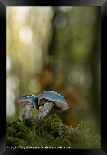 Blue roundhead mushrooms Framed Print by Ang Wallace