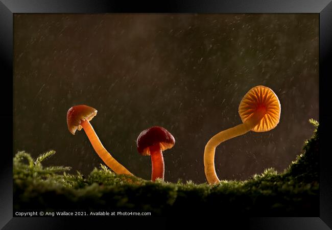 three waxcap mushrooms in rain Framed Print by Ang Wallace