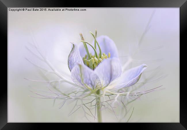  Love-In-A-Mist Framed Print by Paul Bate