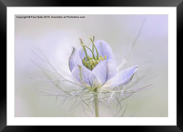  Love-In-A-Mist Framed Mounted Print by Paul Bate
