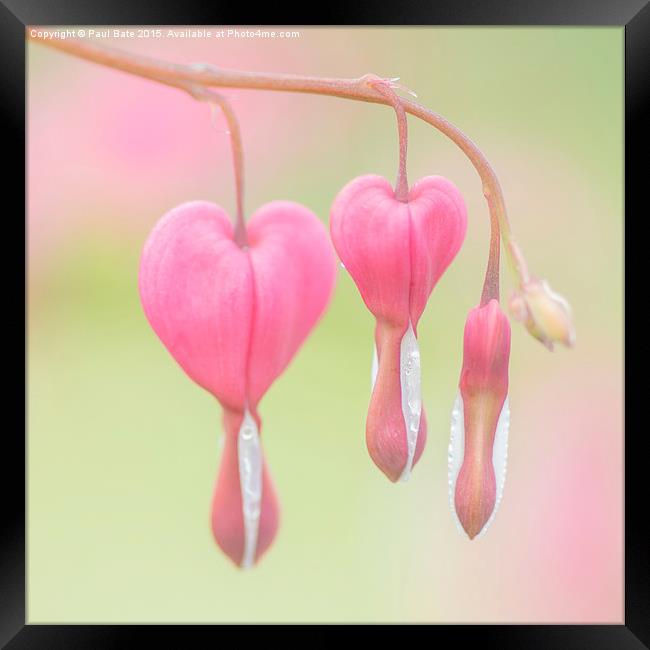  Bleeding Heart Framed Print by Paul Bate