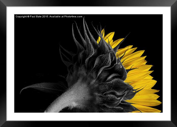   Selective Sunflower II Framed Mounted Print by Paul Bate