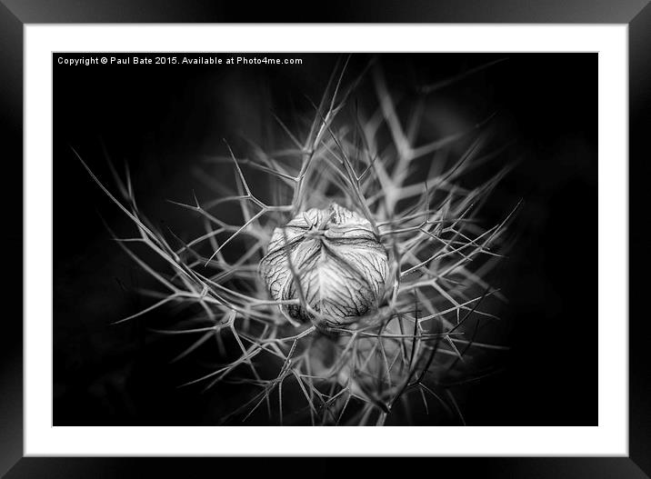  Love-In-A-Mist  Framed Mounted Print by Paul Bate