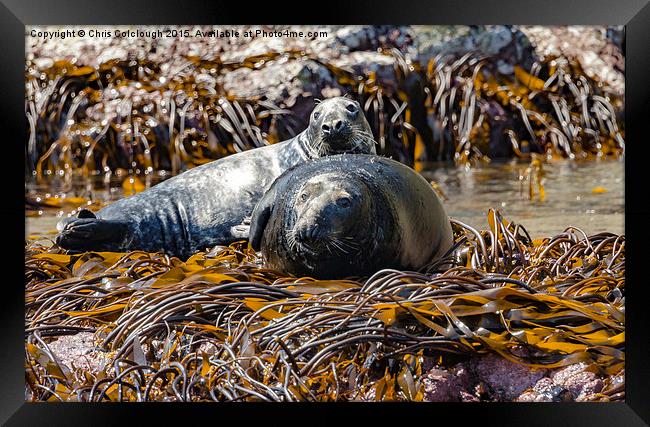 Atlantic Grey Seals Basking in the Sun Framed Print by Chris Colclough
