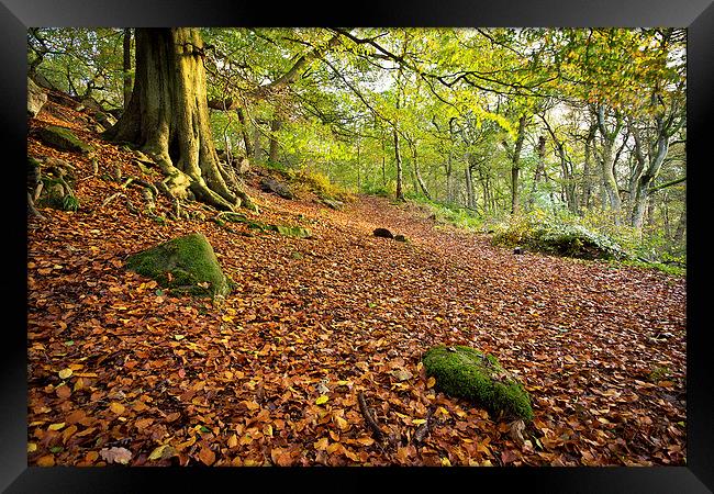  Autumnal Padley Gorge Framed Print by Phil Sproson