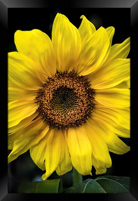  Sunflower Framed Print by James Byrne