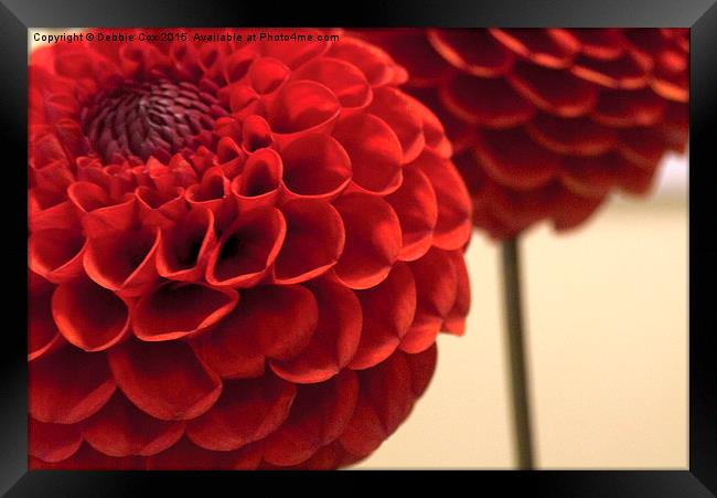  Red Pom Pom Dahlia Framed Print by Debbie Cox