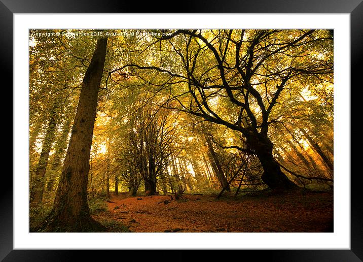  Woodland walk in autumn mist Framed Mounted Print by Debbie Cox