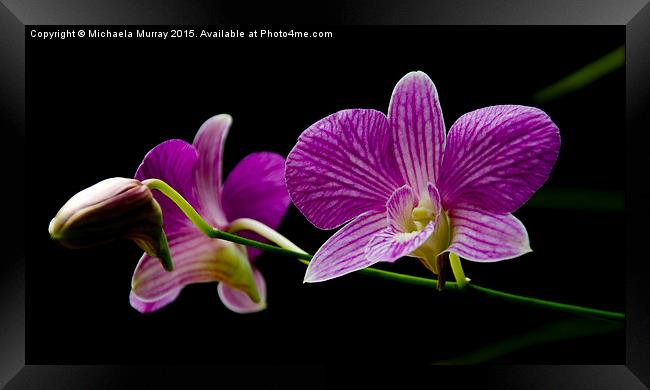 Purple Orchids  Framed Print by Michaela Murray