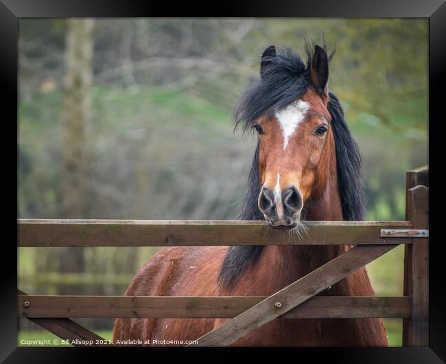 The Bay horse. Framed Print by Bill Allsopp