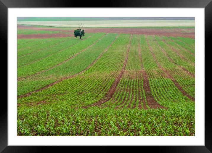 A field of Maize. Framed Mounted Print by Bill Allsopp