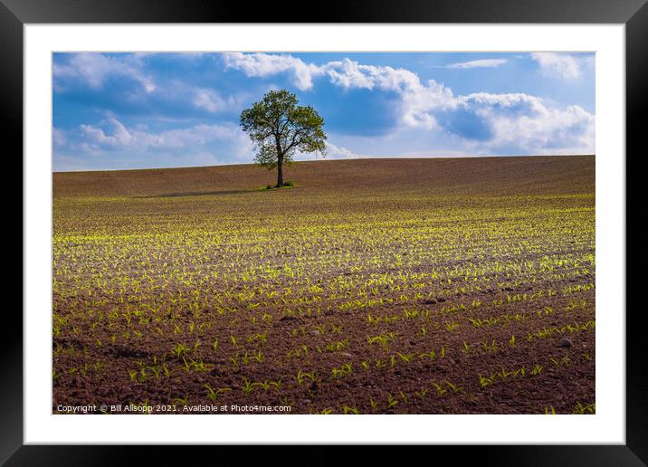 Maize field. Framed Mounted Print by Bill Allsopp
