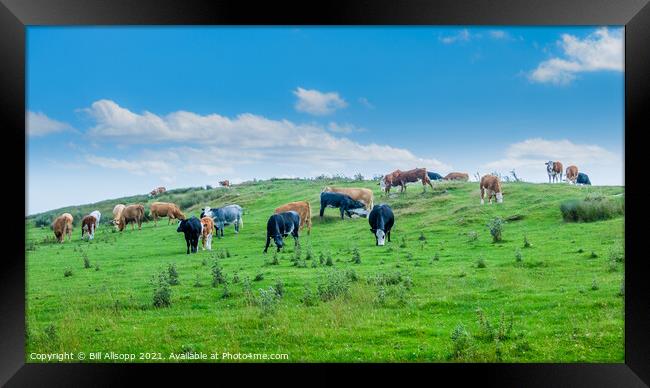 Gently grazing. Framed Print by Bill Allsopp