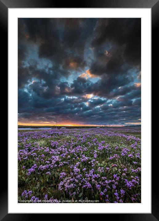 Sea lavender Framed Mounted Print by Bill Allsopp