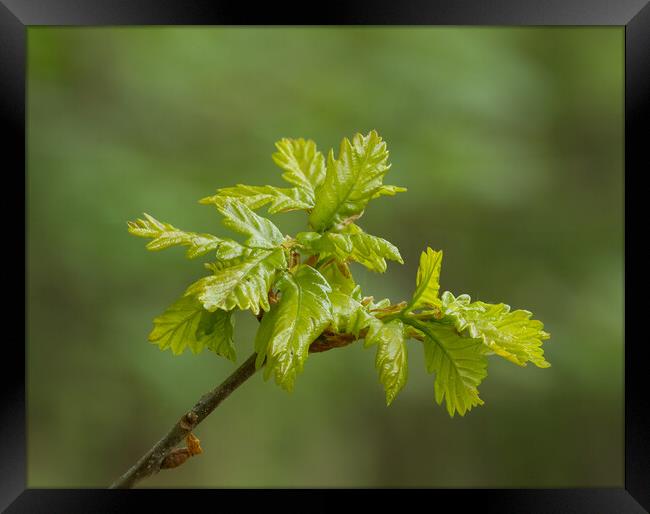 Spring Oak leaves. Framed Print by Bill Allsopp