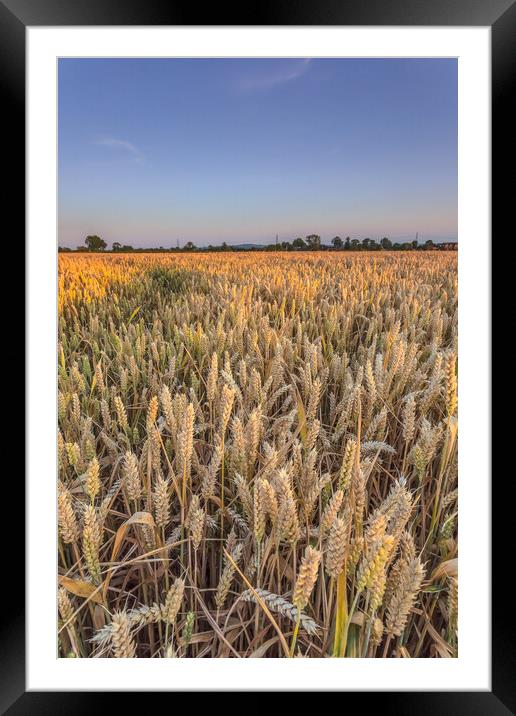 The wheatfield. Framed Mounted Print by Bill Allsopp