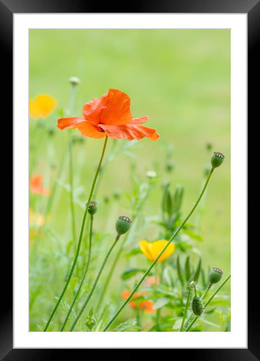 In the poppy garden. Framed Mounted Print by Bill Allsopp