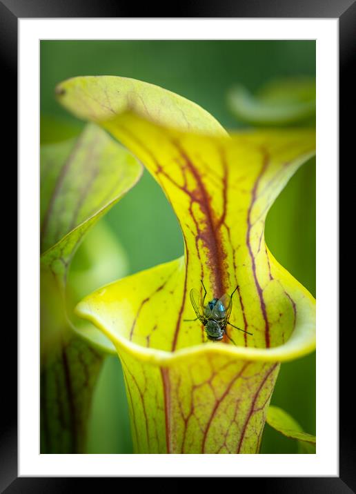 At death's door #2 Framed Mounted Print by Bill Allsopp