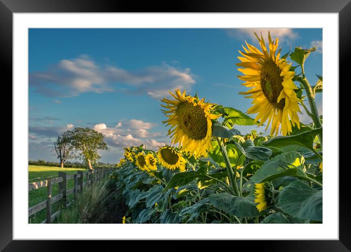 A field of sunflowers.  Framed Mounted Print by Bill Allsopp