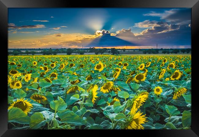 Sunflower sunset. Framed Print by Bill Allsopp