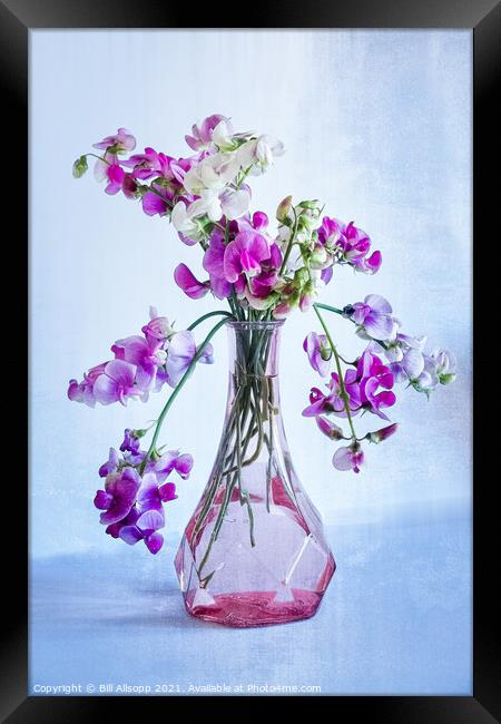 Sweet Pea Pastel. Framed Print by Bill Allsopp