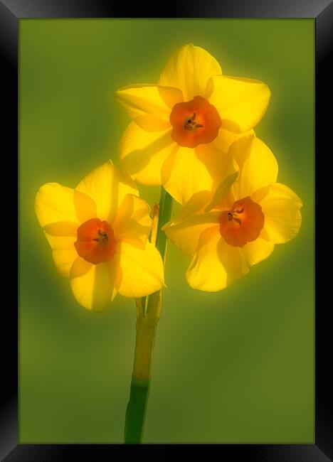 Sign of Spring. Framed Print by Bill Allsopp