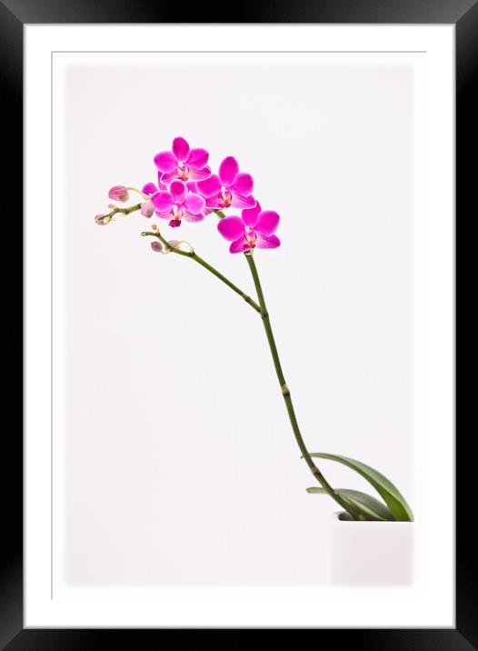 Elegant orchid. Framed Mounted Print by Bill Allsopp