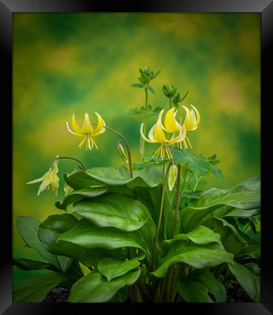 Erythronium americanum - The trout lily. Framed Print by Bill Allsopp