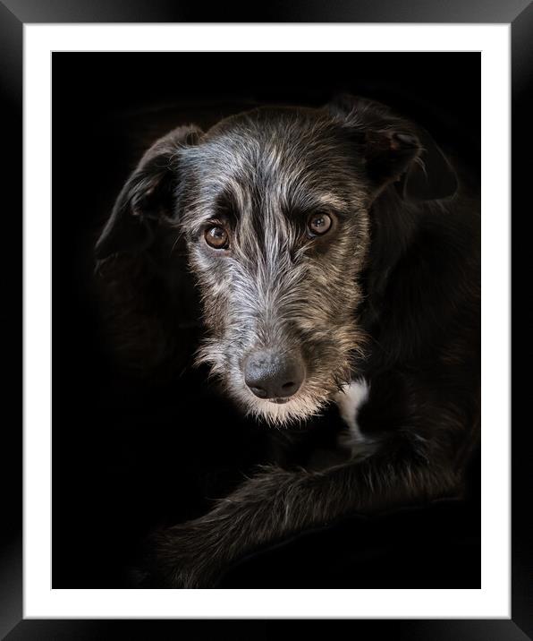 Portrait of a lurcher puppy. Framed Mounted Print by Bill Allsopp