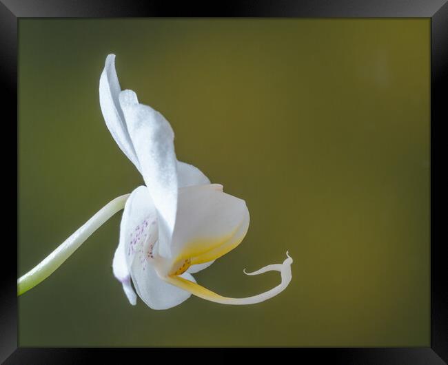 White Orchid. Framed Print by Bill Allsopp