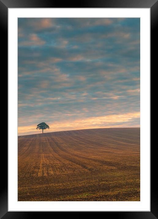 Lone tree at sunrise #1 Framed Mounted Print by Bill Allsopp