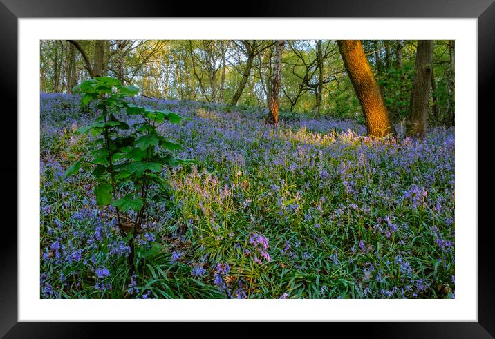 Dawn in the Bluebell woods. Framed Mounted Print by Bill Allsopp