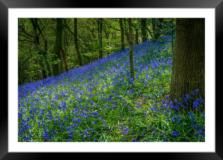 Enchanted Bluebell Woodland Framed Mounted Print by Bill Allsopp