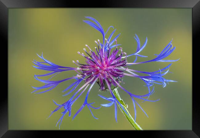 Cornflower #3 Framed Print by Bill Allsopp