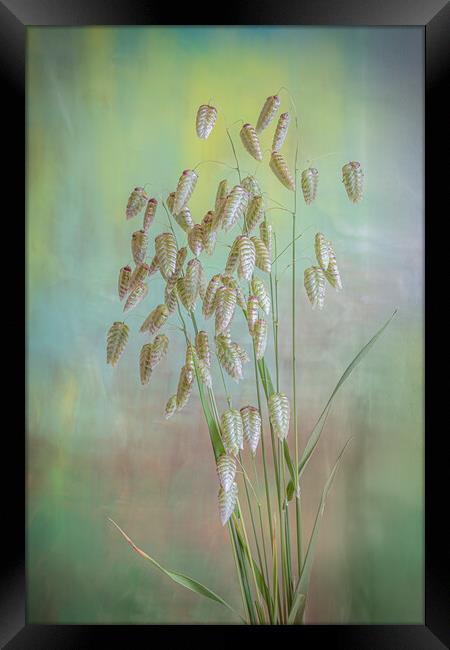 Greater Quaking Grass high key Framed Print by Bill Allsopp