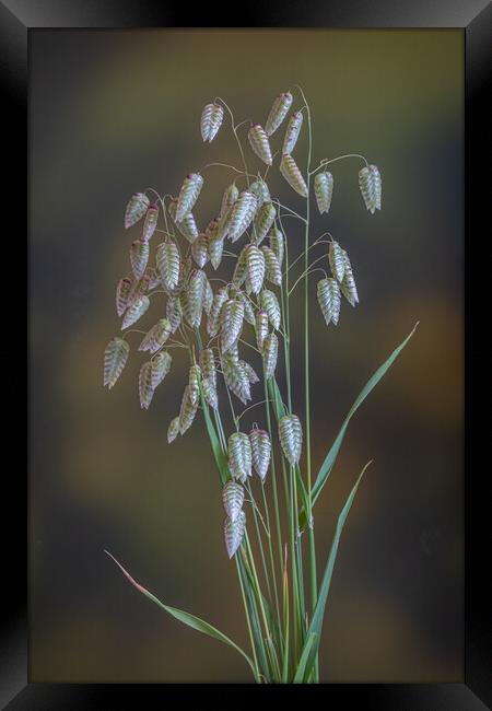 Greater Quaking Grass. Framed Print by Bill Allsopp