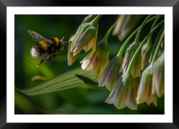 Flight of the Bumble Bee #1 Framed Mounted Print by Bill Allsopp