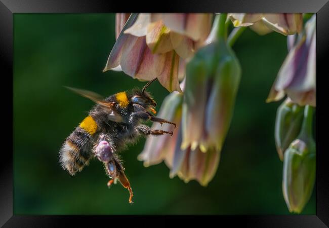 Flight of the Bumble Bee #3 Framed Print by Bill Allsopp